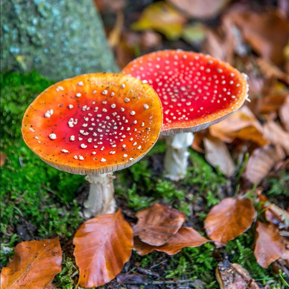 Amanita Muscaria Mushroom Caps 1oz.  dried Fly Agaric